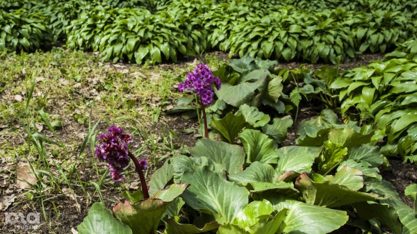 Что в мае цветет на Кубани? Цветочный шазам Краснодарского края Что в мае цветет на Кубани? Цветочный шазам Краснодарского края