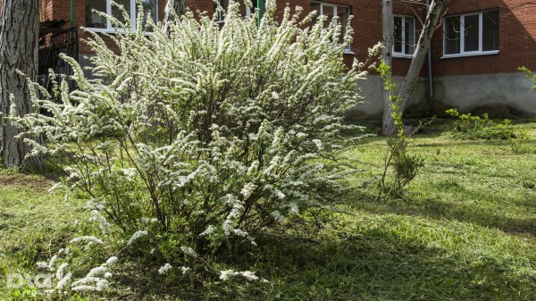 Что в мае цветет на Кубани? Цветочный шазам Краснодарского края Что в мае цветет на Кубани? Цветочный шазам Краснодарского края