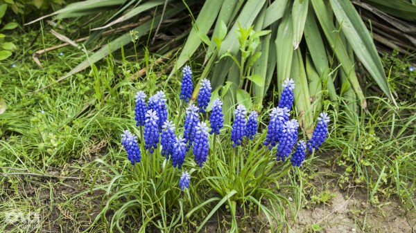 Что в мае цветет на Кубани? Цветочный шазам Краснодарского края Что в мае цветет на Кубани? Цветочный шазам Краснодарского края