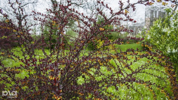Что в мае цветет на Кубани? Цветочный шазам Краснодарского края Что в мае цветет на Кубани? Цветочный шазам Краснодарского края