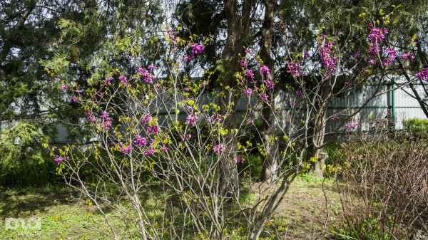 Что в мае цветет на Кубани? Цветочный шазам Краснодарского края Что в мае цветет на Кубани? Цветочный шазам Краснодарского края
