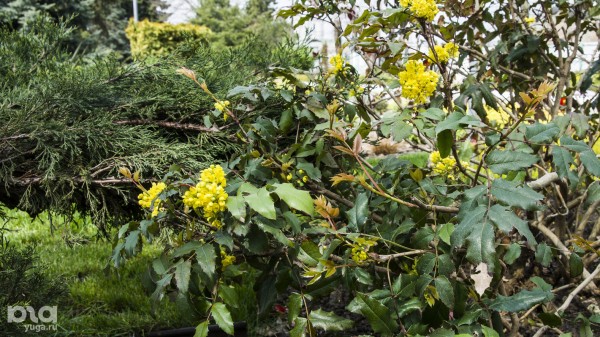 Что в мае цветет на Кубани? Цветочный шазам Краснодарского края Что в мае цветет на Кубани? Цветочный шазам Краснодарского края