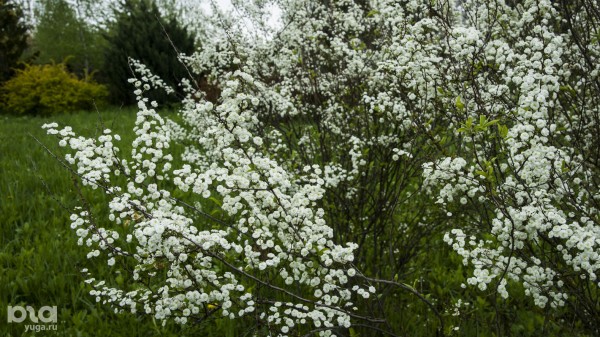 Что в мае цветет на Кубани? Цветочный шазам Краснодарского края Что в мае цветет на Кубани? Цветочный шазам Краснодарского края