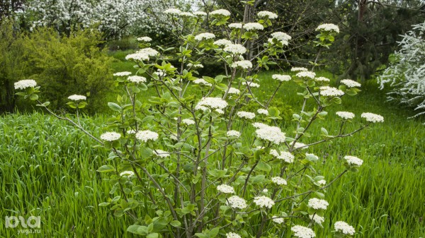 Что в мае цветет на Кубани? Цветочный шазам Краснодарского края Что в мае цветет на Кубани? Цветочный шазам Краснодарского края