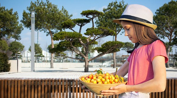Фрукты и ягоды прямо под ногами. Что можно съесть в частном секторе Краснодара