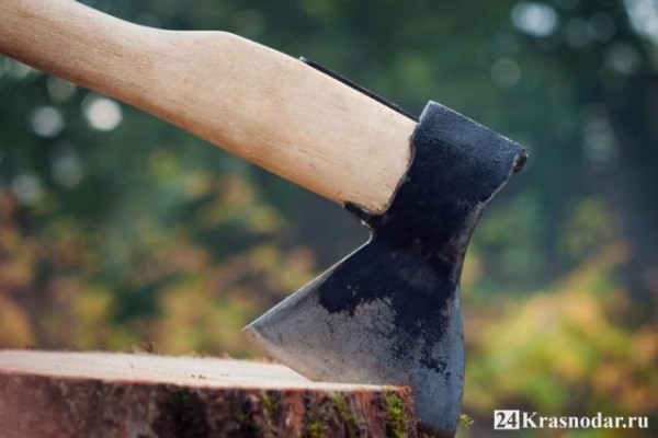 Вдоль улицы Ближний Западный Обход неизвестные вырубили 41 дуб Вдоль улицы Ближний Западный Обход неизвестные вырубили 41 дуб