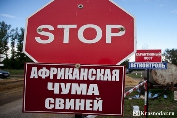 В продукции «Агрокомплекса им. Ткачёва» найден вирус АЧС В продукции «Агрокомплекса им. Ткачёва» найден вирус АЧС