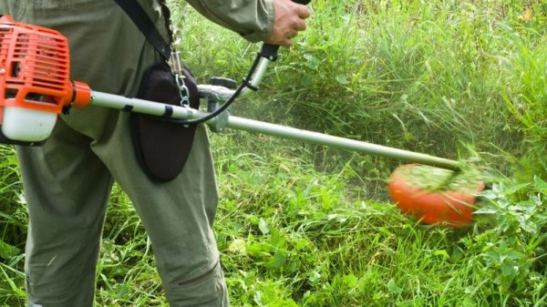 Более 300 га амброзии выкошено на магистральных улицах Прикубанского округа