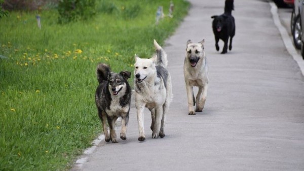 С начала 2021 г. в Краснодаре стерилизовали 516 бродячих животных