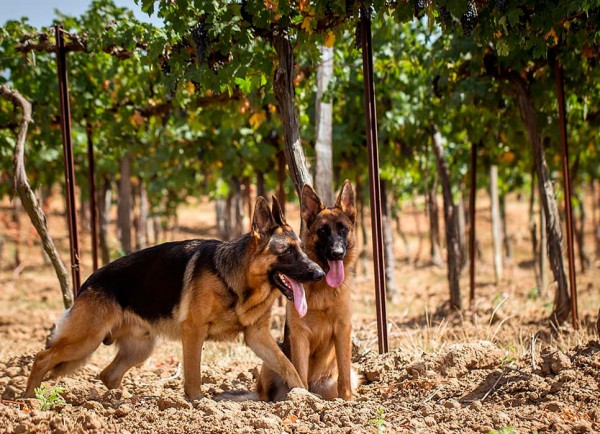 Красно- и белодарский край. Винные маршруты Кубани Красно- и белодарский край. Винные маршруты Кубани