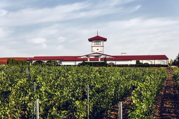 Красно- и белодарский край. Винные маршруты Кубани Красно- и белодарский край. Винные маршруты Кубани