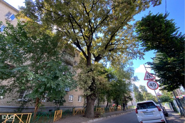 «Голый», «Красавец», «Старик». Как выглядят и где находятся самые старые деревья Краснодара? «Голый», «Красавец», «Старик». Как выглядят и где находятся самые старые деревья Краснодара?