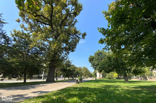 «Голый», «Красавец», «Старик». Как выглядят и где находятся самые старые деревья Краснодара? «Голый», «Красавец», «Старик». Как выглядят и где находятся самые старые деревья Краснодара?