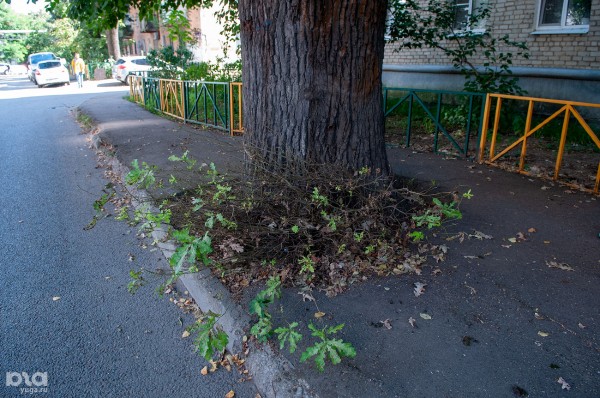 «Голый», «Красавец», «Старик». Как выглядят и где находятся самые старые деревья Краснодара? «Голый», «Красавец», «Старик». Как выглядят и где находятся самые старые деревья Краснодара?