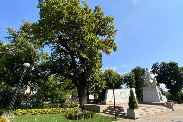 «Голый», «Красавец», «Старик». Как выглядят и где находятся самые старые деревья Краснодара? «Голый», «Красавец», «Старик». Как выглядят и где находятся самые старые деревья Краснодара?