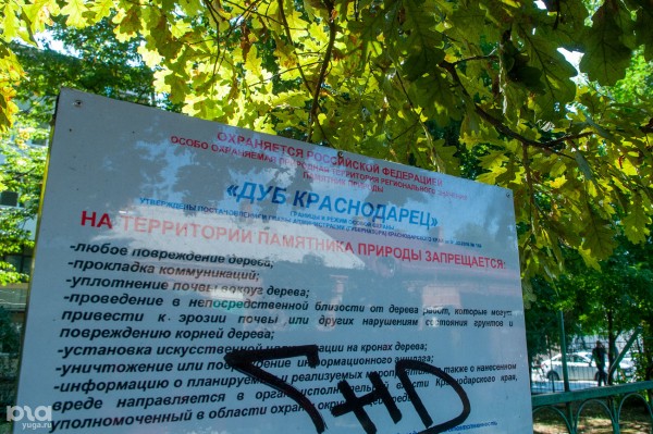 «Голый», «Красавец», «Старик». Как выглядят и где находятся самые старые деревья Краснодара? «Голый», «Красавец», «Старик». Как выглядят и где находятся самые старые деревья Краснодара?