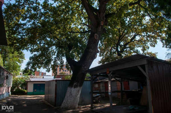 «Голый», «Красавец», «Старик». Как выглядят и где находятся самые старые деревья Краснодара? «Голый», «Красавец», «Старик». Как выглядят и где находятся самые старые деревья Краснодара?