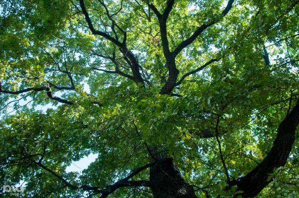 «Голый», «Красавец», «Старик». Как выглядят и где находятся самые старые деревья Краснодара? «Голый», «Красавец», «Старик». Как выглядят и где находятся самые старые деревья Краснодара?