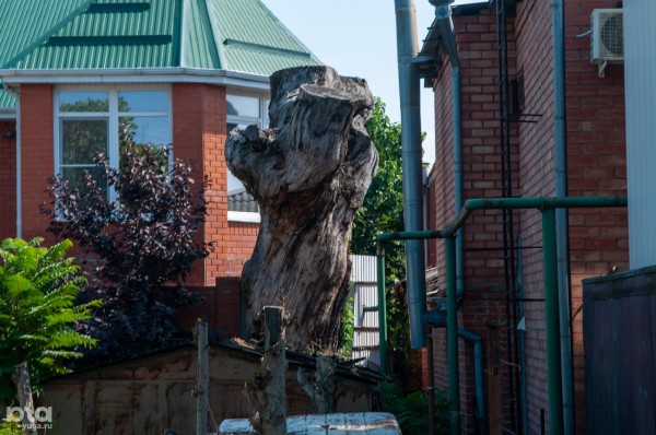 «Голый», «Красавец», «Старик». Как выглядят и где находятся самые старые деревья Краснодара? «Голый», «Красавец», «Старик». Как выглядят и где находятся самые старые деревья Краснодара?