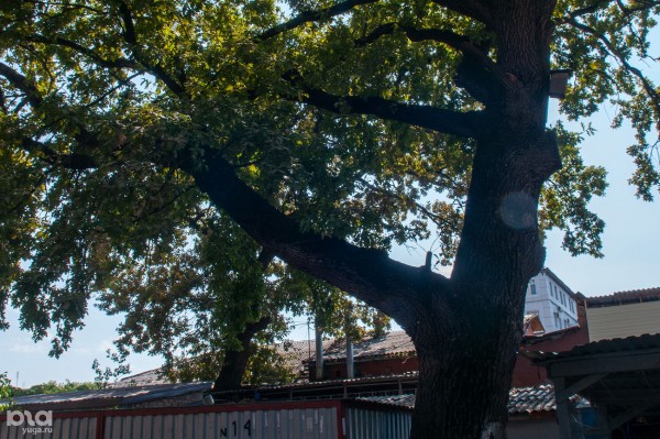 «Голый», «Красавец», «Старик». Как выглядят и где находятся самые старые деревья Краснодара? «Голый», «Красавец», «Старик». Как выглядят и где находятся самые старые деревья Краснодара?