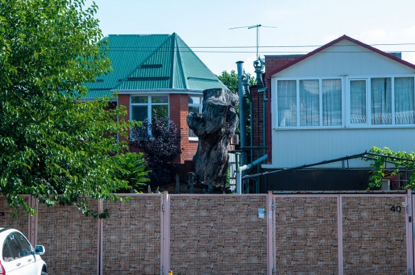 «Голый», «Красавец», «Старик». Как выглядят и где находятся самые старые деревья Краснодара? «Голый», «Красавец», «Старик». Как выглядят и где находятся самые старые деревья Краснодара?