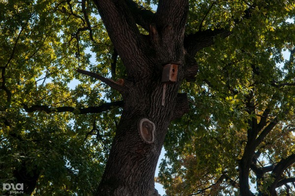 «Голый», «Красавец», «Старик». Как выглядят и где находятся самые старые деревья Краснодара? «Голый», «Красавец», «Старик». Как выглядят и где находятся самые старые деревья Краснодара?