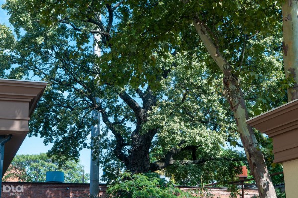 «Голый», «Красавец», «Старик». Как выглядят и где находятся самые старые деревья Краснодара? «Голый», «Красавец», «Старик». Как выглядят и где находятся самые старые деревья Краснодара?