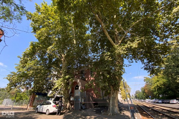 «Голый», «Красавец», «Старик». Как выглядят и где находятся самые старые деревья Краснодара? «Голый», «Красавец», «Старик». Как выглядят и где находятся самые старые деревья Краснодара?