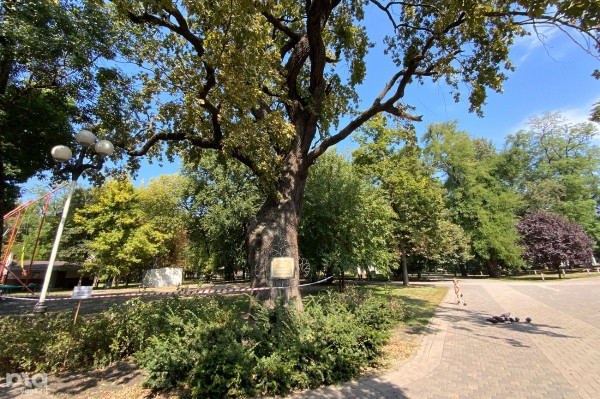 «Голый», «Красавец», «Старик». Как выглядят и где находятся самые старые деревья Краснодара? «Голый», «Красавец», «Старик». Как выглядят и где находятся самые старые деревья Краснодара?