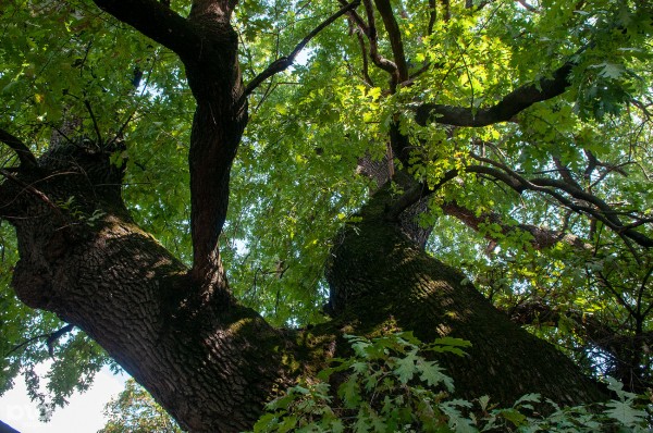 «Голый», «Красавец», «Старик». Как выглядят и где находятся самые старые деревья Краснодара? «Голый», «Красавец», «Старик». Как выглядят и где находятся самые старые деревья Краснодара?
