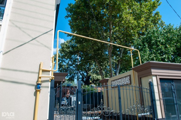 «Голый», «Красавец», «Старик». Как выглядят и где находятся самые старые деревья Краснодара? «Голый», «Красавец», «Старик». Как выглядят и где находятся самые старые деревья Краснодара?