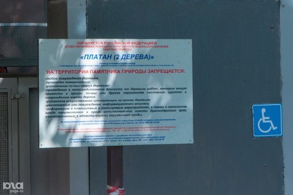 «Голый», «Красавец», «Старик». Как выглядят и где находятся самые старые деревья Краснодара? «Голый», «Красавец», «Старик». Как выглядят и где находятся самые старые деревья Краснодара?