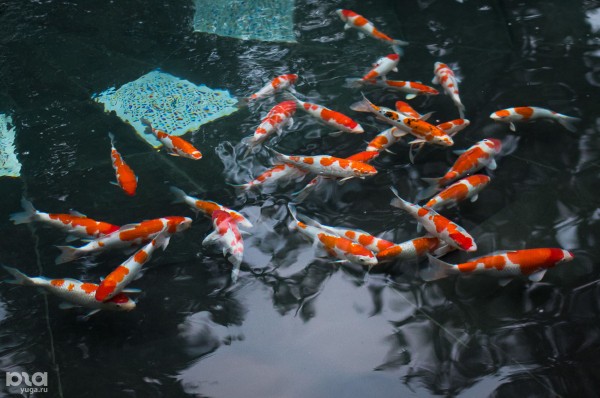 С днем рождения, парк «Краснодар»! Поздравляем в стихах и картинках С днем рождения, парк «Краснодар»! Поздравляем в стихах и картинках