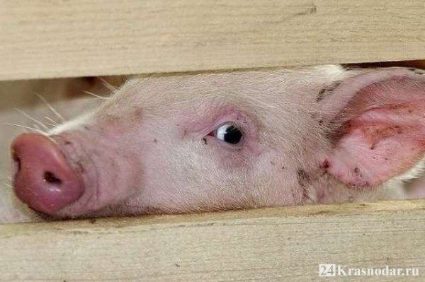 Кубань захватывает АЧС