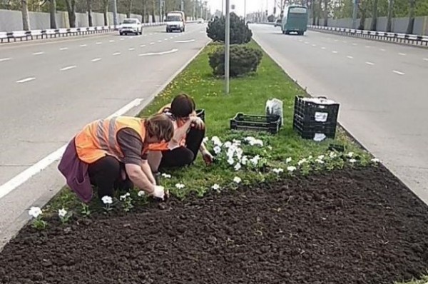 300 тысяч цветов посадят на клумбах Краснодара до 15 ноября