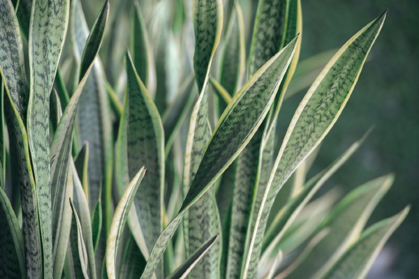 Как завести комнатные растения и не погубить их. Краткий гид для начинающих (+ список самых неприхотливых)