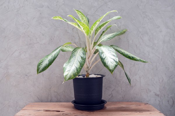 Как завести комнатные растения и не погубить их. Краткий гид для начинающих (+ список самых неприхотливых)