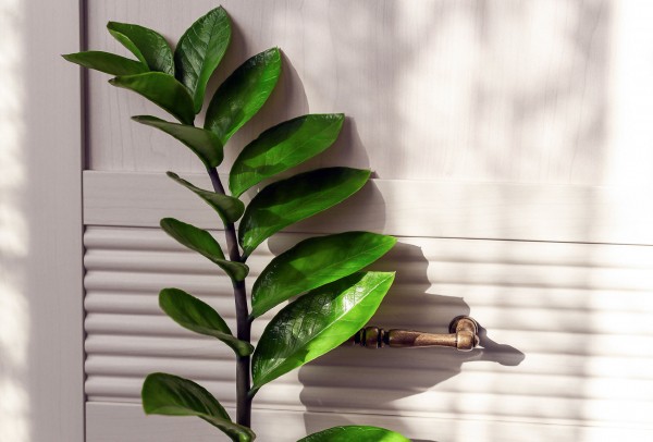 Как завести комнатные растения и не погубить их. Краткий гид для начинающих (+ список самых неприхотливых)