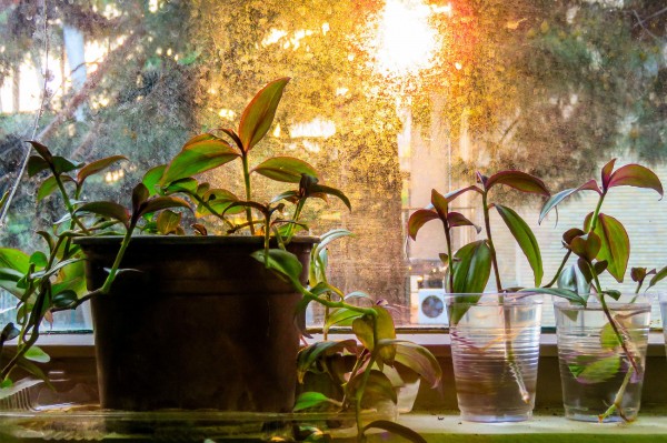 Как завести комнатные растения и не погубить их. Краткий гид для начинающих (+ список самых неприхотливых)
