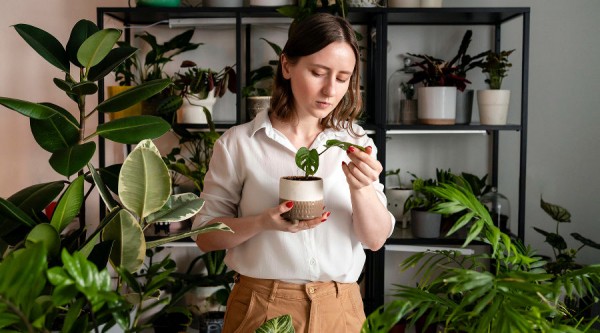 Как завести комнатные растения и не погубить их. Краткий гид для начинающих (+ список самых неприхотливых)