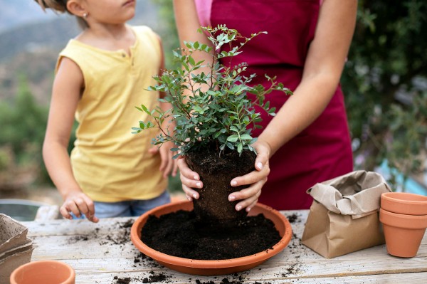 Как завести комнатные растения и не погубить их. Краткий гид для начинающих (+ список самых неприхотливых)