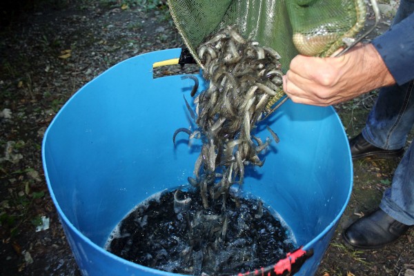 Кто и зачем выращивает краснокнижного черноморского лосося и выпускает его в Мзымту