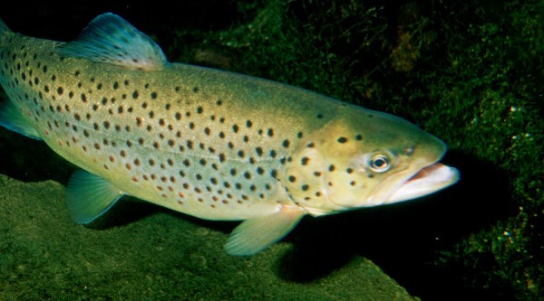 Кто и зачем выращивает краснокнижного черноморского лосося и выпускает его в Мзымту