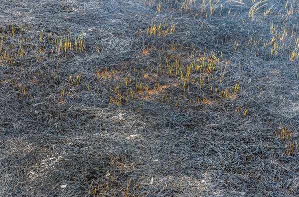 Смог в Краснодаре. Почему миллион тонн кубанского риса пахнут дымом и что с этим делать Смог в Краснодаре. Почему миллион тонн кубанского риса пахнут дымом и что с этим делать