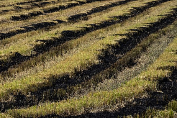 Смог в Краснодаре. Почему миллион тонн кубанского риса пахнут дымом и что с этим делать Смог в Краснодаре. Почему миллион тонн кубанского риса пахнут дымом и что с этим делать