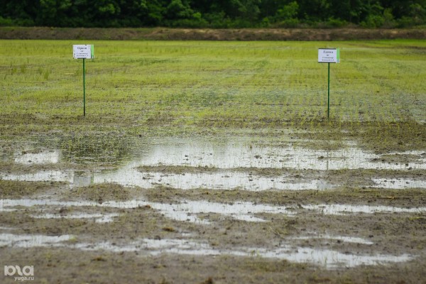 Смог в Краснодаре. Почему миллион тонн кубанского риса пахнут дымом и что с этим делать Смог в Краснодаре. Почему миллион тонн кубанского риса пахнут дымом и что с этим делать