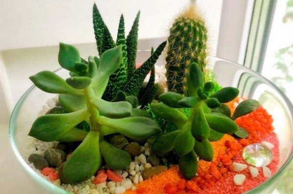 В Краснодаре пьяный мужчина украл горшки с цветами и подарил их прохожим В Краснодаре пьяный мужчина украл горшки с цветами и подарил их прохожим