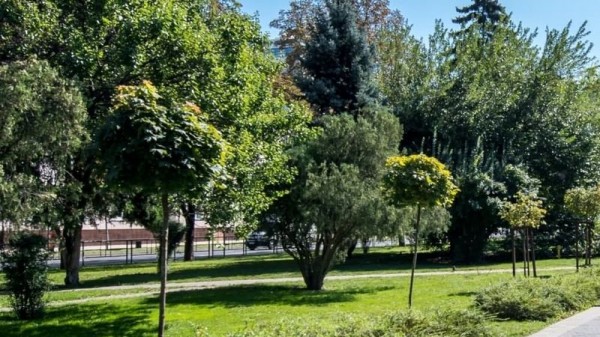 Озеленение ул. Красной выполнят с учетом мнения общественников Краснодара Озеленение ул. Красной выполнят с учетом мнения общественников Краснодара