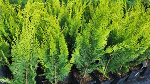 Более 12,5 тыс. саженцев раздадут горожанам на втором этапе акции «Краснодар — 10 тысяч деревьев» Более 12,5 тыс. саженцев раздадут горожанам на втором этапе акции «Краснодар — 10 тысяч деревьев»