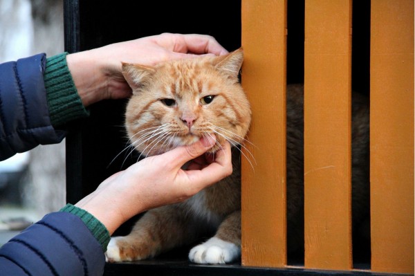 «Капсула времени» и домики для котов. Анапа отметила 175-летие «Капсула времени» и домики для котов. Анапа отметила 175-летие